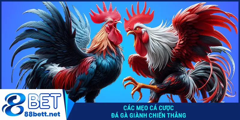 Các mẹo cá cược đá gà giành chiến thắng