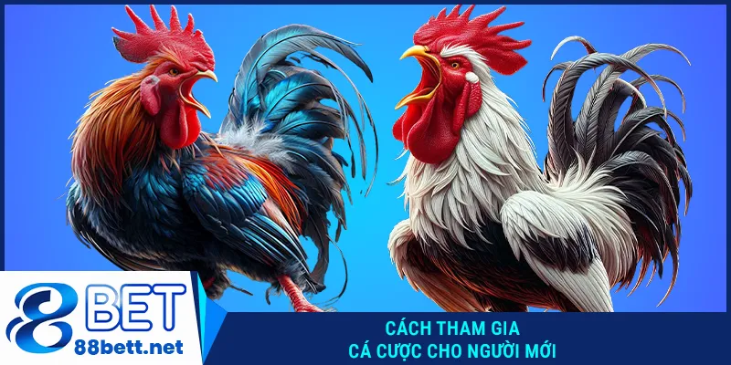 Cách tham gia cá cược đá gà 88bet cho người mới