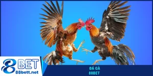 Đá gà 88Bet
